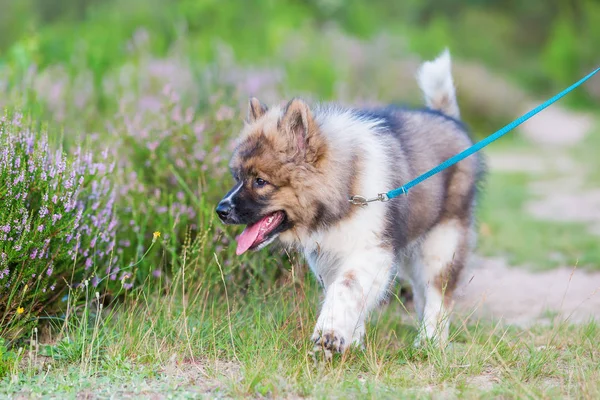 Filhote de cachorro elo andando na trela em uma saúde — Fotografia de Stock