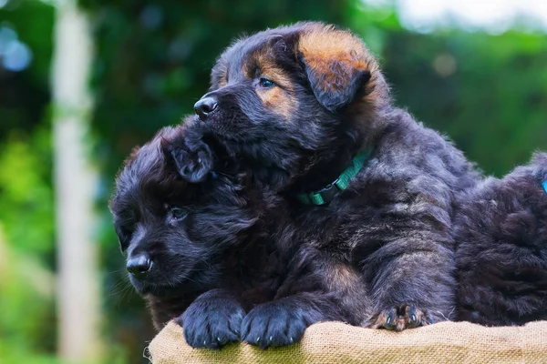 Dos viejos cachorros pastor alemán en una canasta — Foto de Stock