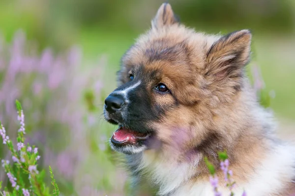 portre sevimli elo köpek yavrusu