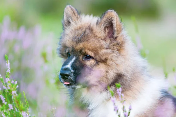 Retrato de um filhote de cachorro bonito Elo — Fotografia de Stock