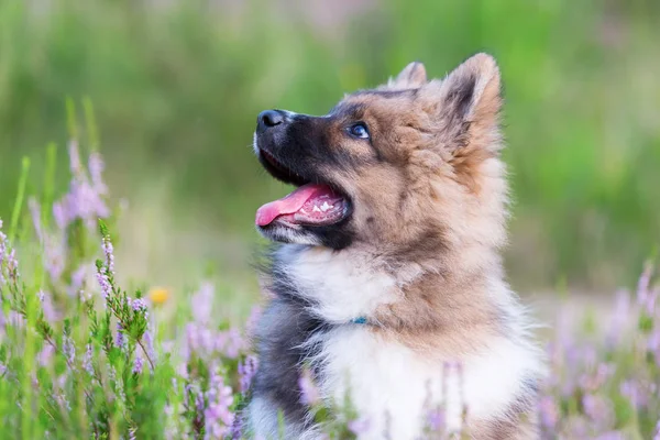 Retrato de un lindo cachorro Elo — Foto de Stock