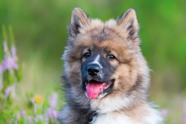 Portrait of a cute elo puppy — Stock Photo, Image