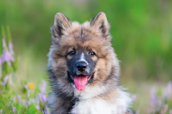 Portrait of a cute elo puppy — Stock Photo, Image