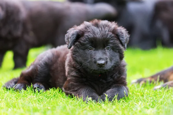 Portrait of a cute Old German Shepherd puppy — Stock Photo, Image