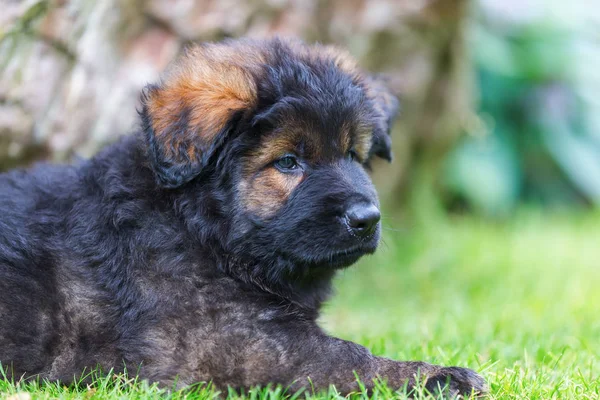 Portréja egy aranyos éves német juhász kiskutya — Stock Fotó