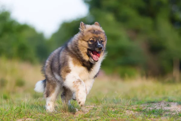 şirin elo köpek yavrusu açık havada çalışır