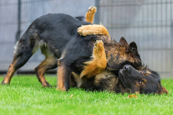 战斗在花园里的两个老的德国牧羊犬 — 图库照片