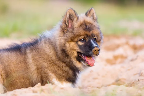 Cute elo puppy lies in a sand pit — Stock Photo, Image