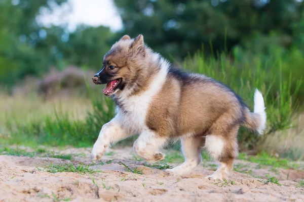 Cute elo puppy runs outdoors — Stock Photo, Image