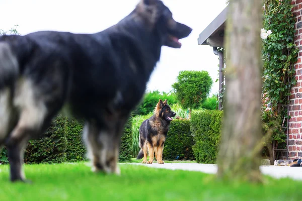 Old German Shepherd dogs in the garden