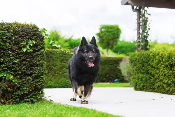 Eski Alman çoban köpeği bahçesinde