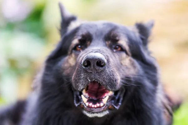 Portrait of an Old German Shepherd — Stock Photo, Image