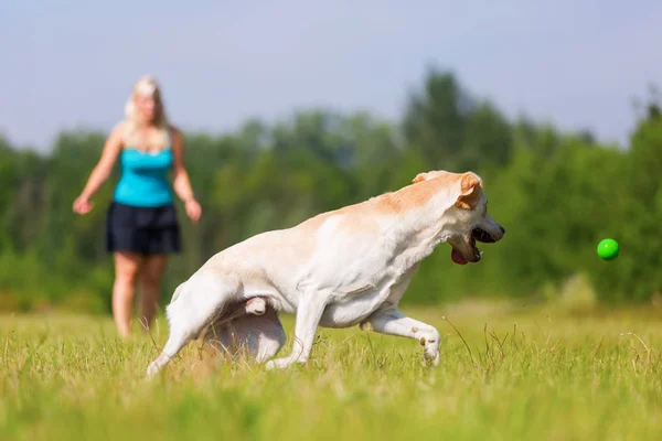 Mujer juega con un perro labrador al aire libre —  Fotos de Stock