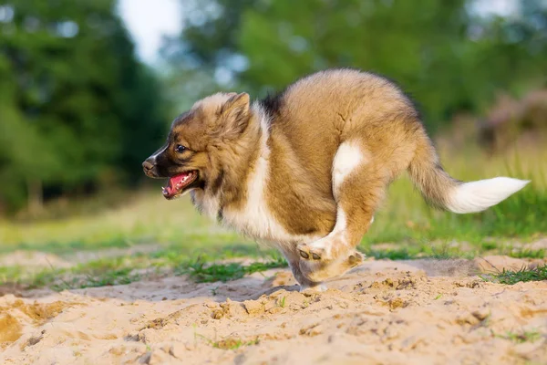 Bonito elo cão corre em um poço de areia — Fotografia de Stock