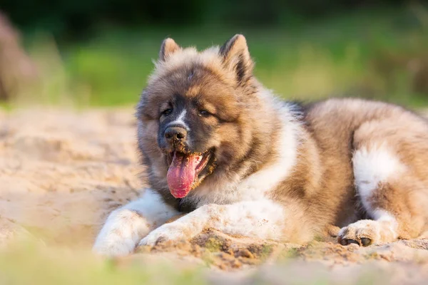 Niedliche elo Hund spielt in einem Sandkasten — Stockfoto