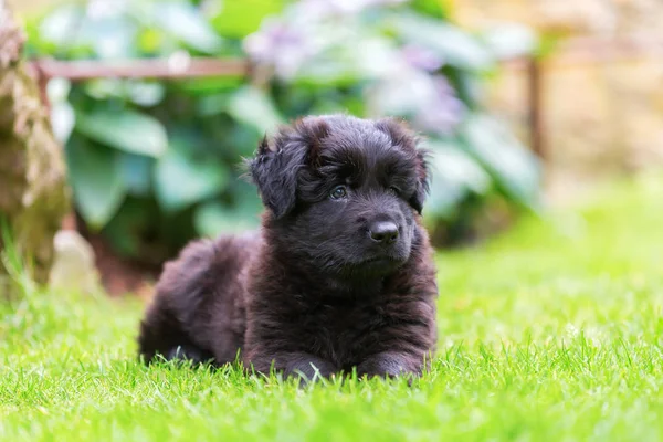 portre sevimli eski Alman çoban köpek