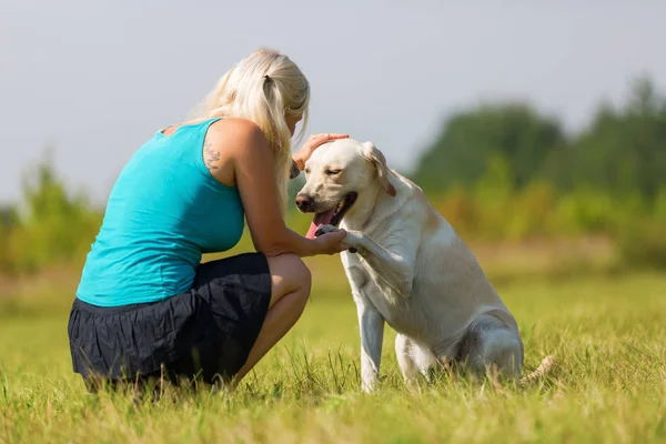 Labrador geri almak bir kadına pençe verir.