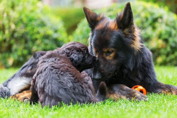 Yetişkin eski Alman çoban köpek yavrusu'nın bahçesinde yatıyor