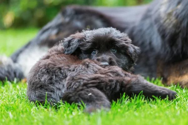 portre sevimli eski Alman çoban köpek