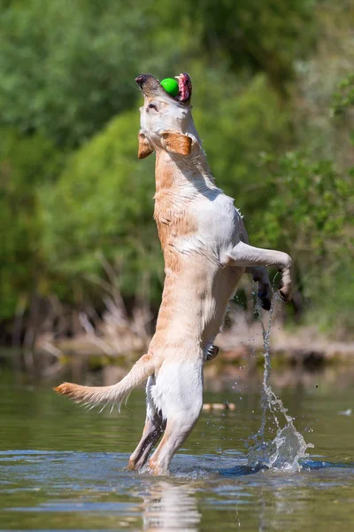 Labrador retriever saltando en un lago para atrapar una pelota — Foto de Stock