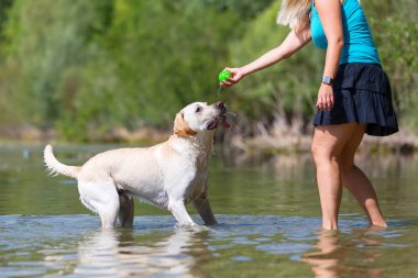 güzel bir kadın ile bir gölde bir labrador köpek çalış