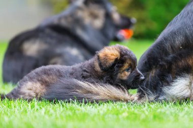 portre sevimli eski Alman çoban köpek