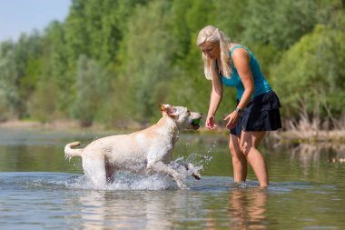 güzel bir kadın ile bir gölde bir labrador köpek çalış