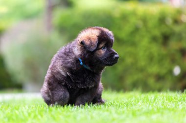 portre sevimli eski Alman çoban köpek