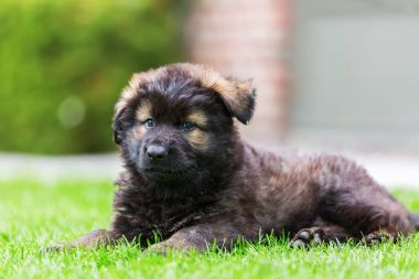 portre sevimli eski Alman çoban köpek