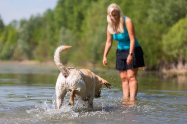 güzel bir kadın ile bir gölde bir labrador köpek çalış