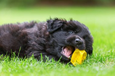burun top ile sevimli bir eski Alman çoban köpek portresi