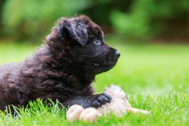 bir şirin eski Alman çoban köpek ile a yumuşak oyuncak portresi