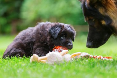 eski Alman çoban köpek yavrusu yumuşak bir oyuncakla oynar