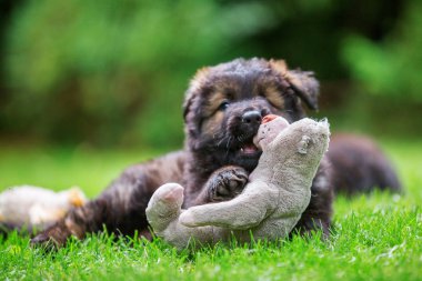 bir şirin eski Alman çoban köpek ile a yumuşak oyuncak portresi