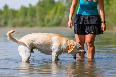 kadın onun labrador retriever gölde bir çalış