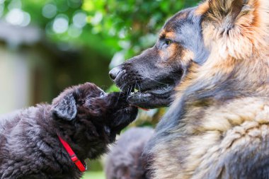 Yetişkin eski Alman çoban bir köpekle oynar