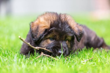portre sevimli eski Alman çoban köpek