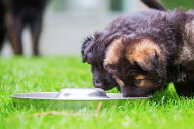 Eski Alman kurdu yavru besleme Bowl