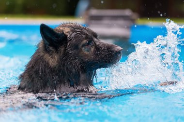 Eski Alman çoban bir yüzme havuzunda yüzüyor