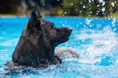 Eski Alman çoban bir yüzme havuzunda yüzüyor