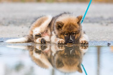 Elo köpek yavrusu yalanlar dışında bir su birikintisi ve su, yalama