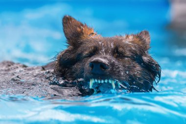 Eski Alman çoban bir yüzme havuzunda yüzüyor