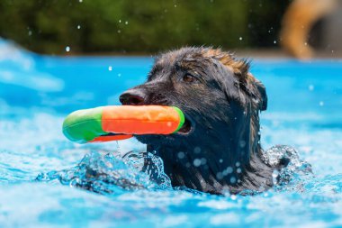 Eski Alman çoban bir yüzme havuzunda yüzüyor