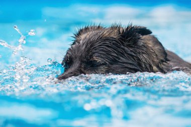 Eski Alman çoban bir yüzme havuzunda yüzüyor