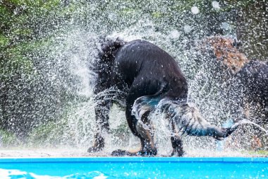 bir kara köpeğin ıslak kürk sallıyor bir havuz ters