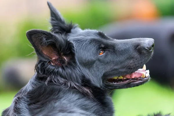 Porträtt av en gammal Schäfer — Stockfoto