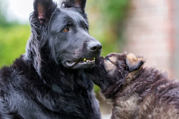 Velho pastor alemão mãe cão com seu cachorro — Fotografia de Stock