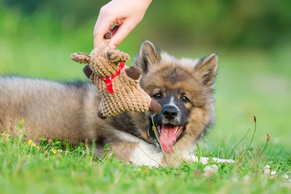 柔らかい布で手グッズ エロ子犬と遊ぶ — ストック写真