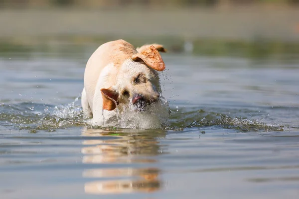 Labrador retriever köpek başından bir gölde sallıyor. — Stok fotoğraf