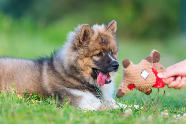 Mão com um brinquedo suave brinca com um filhote de cachorro elo — Fotografia de Stock